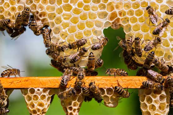 شہد کی مکھیوں کے حیرت انگیز کمالات – Mad-e-Muqabil